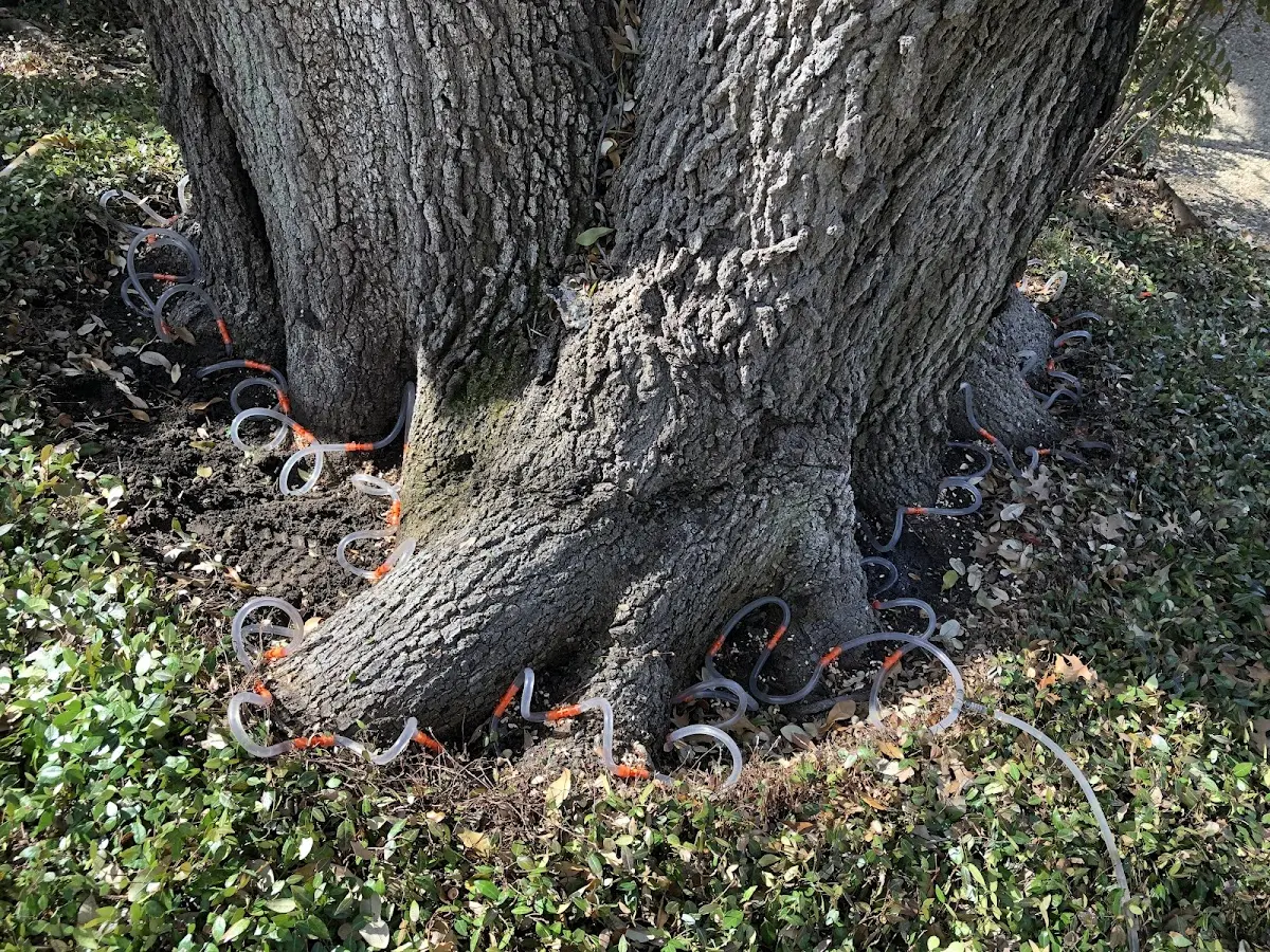 Detailed Tree Cabling and Bracing job site in Coppell