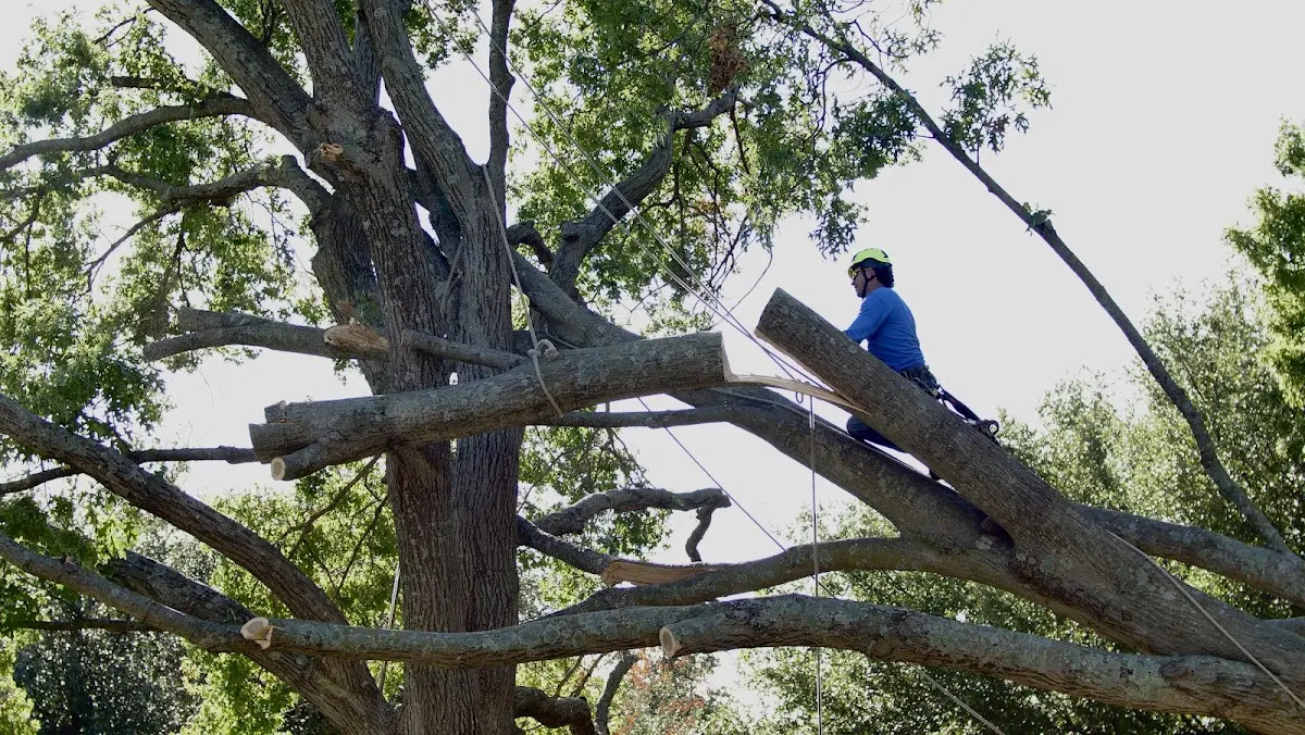 Professional Crown Thinning performed by certified arborists in Coppell